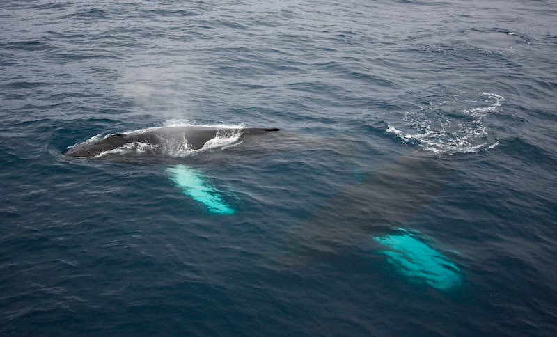 Humpback Whales